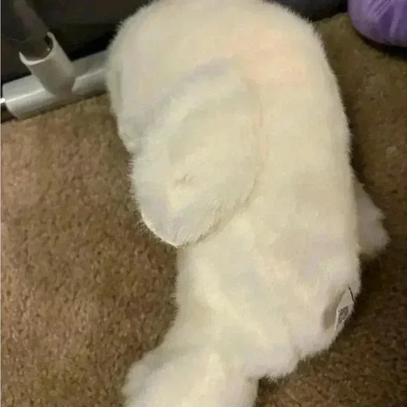 Lot Of 2 Large Beanie Babies- Snap And Misty 1996 - Picture 3 of 10